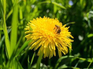 abeille sur un pissenlit 