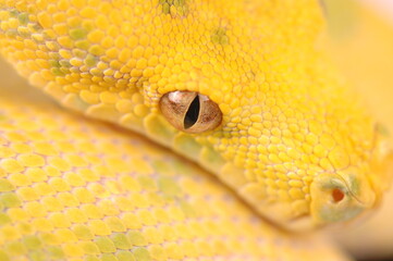 Beautiful Morelia Viridis Snake Eye Taken With Macro Lens