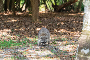 Raccoon foraging on the forest floor