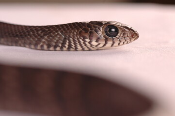 Beautiful Eye Ptyas Korros Snake Taken With Macro Photography