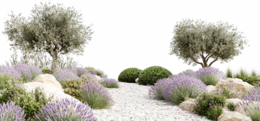 lavender flowers in the garden