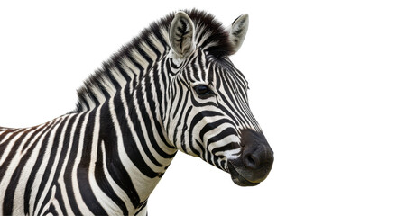 Isolated Zebra Head Close-Up