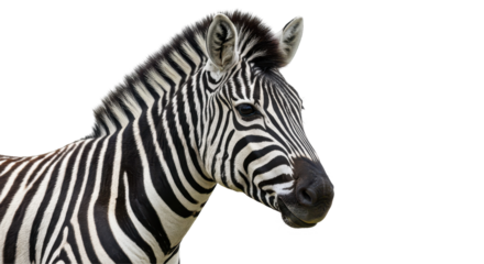 Isolated Zebra Head Close-Up
