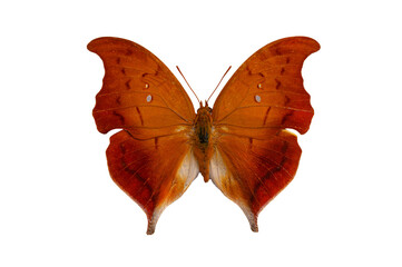 butterfly Charaxes distanti isolated on white background