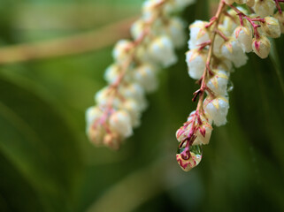 3月に咲き始めた可愛らしい白いアセビ（馬酔木）