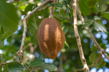 Mahogany Pod, Swietenia mahagoni growing in Florida