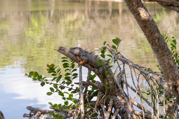 Green Iguana Resting on a Branch by the Water in Florida