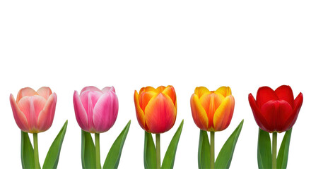 Isolated Tulips in a Row