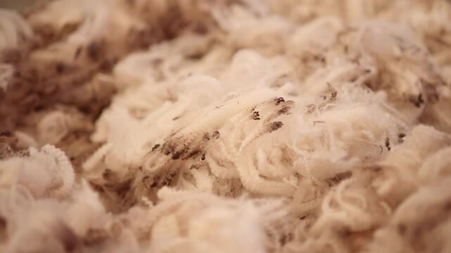 Close Up Sheared Sheep Wool Fleece Fibers On A Table