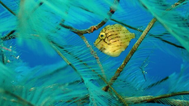 A cute and tiny juvenile filefish hiding between corals.