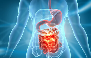 Human digestive system anatomy. 3d illustration