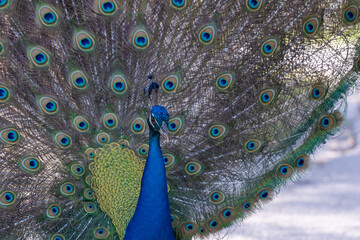 Vibrant peacock displaying its iridescent feathers