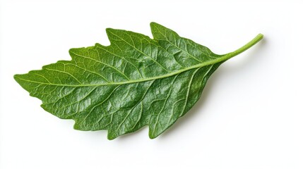 Obraz premium tomato leaf, isolated on white background, full depth of field