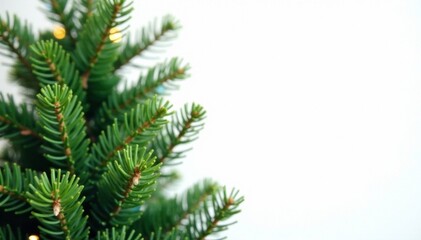 Obraz premium Branches of evergreen Christmas tree against white background, snow, holiday season