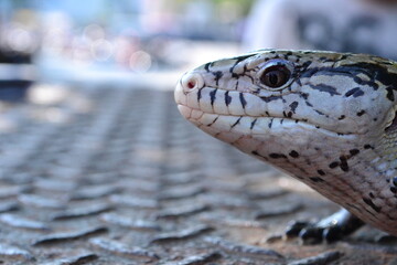 Blue Tongued Skinks