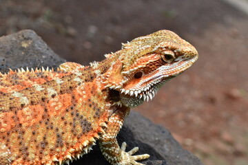 Beautiful Bearded Dragon Photography,  Bearded Dragon On Rock Basking In The Sun