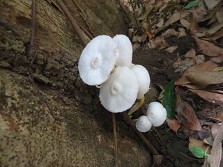 white mushroom clusters under the tree