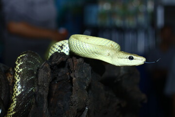 Gonyosoma Jansenii Snake Wrapped Around a Tree Stump , Beautiful Reptile Photography With Natural...