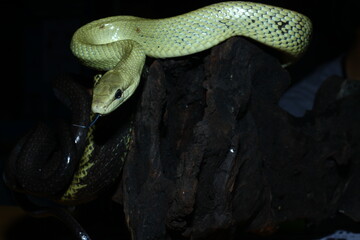 Gonyosoma Jansenii Snake Wrapped Around a Tree Stump , Beautiful Reptile Photography With Natural Background
