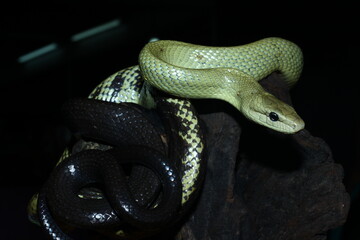 Gonyosoma Jansenii Snake Wrapped Around a Tree Stump , Beautiful Reptile Photography With Natural...