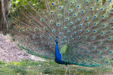 Vibrant peacock displaying its iridescent feathers