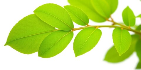 Fototapeta premium Vibrant green plant branch isolated on pure white, background, greenery