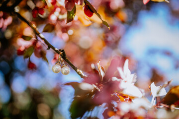 A pair of pearl earrings hang delicately on a tree branch surrounded by blooming flowers and colorful foliage in soft, natural sunlight..