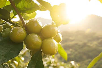 Sunlit Lemons on Branch  Citrus Fruit Orchard  Summer Harvest
