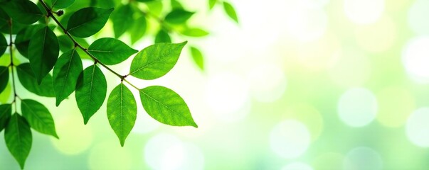Leafy greens isolated against white background, foliage photography, tree, nature