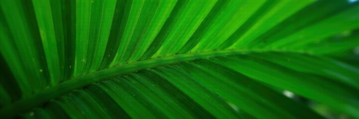 Close-up of a single palm leaf with intricate green veins and subtle texture, nature, vegetation