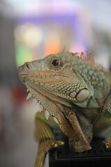 Close Up Exotic Anima Green Iguana