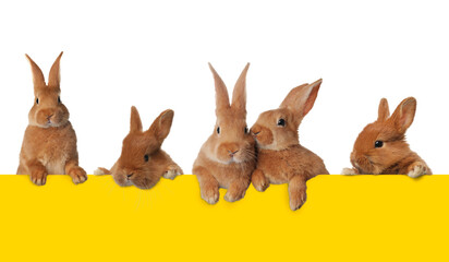 Cute fluffy rabbits peeking out from yellow paper banner on white background