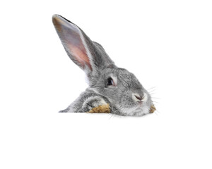 Cute fluffy rabbit peeking out on white background
