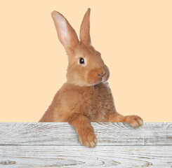Obraz premium Cute fluffy rabbit peeking out from wooden fence on beige background