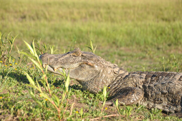 yacare descansando en la orilla del rio tomando sol