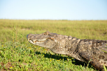 yacare posando en la orilla tomando sol
