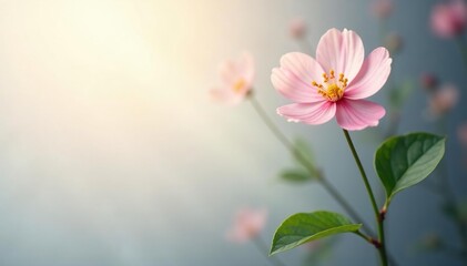 Obraz premium A delicate flower blooming against a backdrop of pure white light, radiant, soft