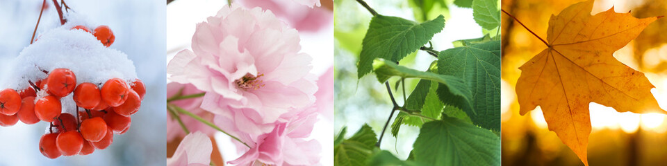 Four seasons, collage. Beautiful photos of nature during spring, summer, fall and winter