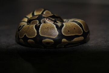 ball phyton snake 