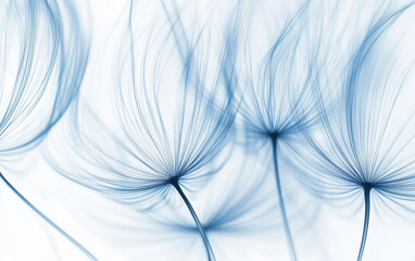 Fototapeta premium Macro Shot Dandelion Seed Heads in Soft Blue Tones Against a White Background
