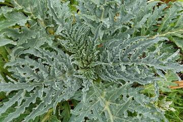 Artichoke plant growing in garden, showing jagged leaves and central bud