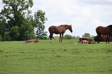 Obraz premium Horses in Ireland