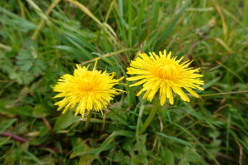 Two vibrant yellow dandelions blooming in green grass