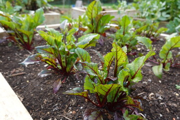 Young beet plants growing in raised garden bed