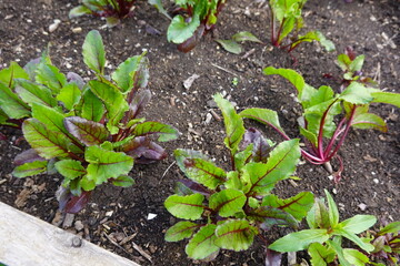 Bull's blood beet growing in vegetable garden patch