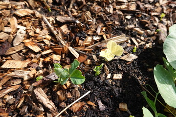 Young pea plant growing in garden with wood chips mulch
