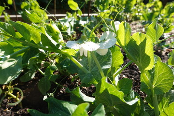 Obraz premium Snow pea plant blooming in garden with dew drops in morning sunlight