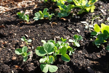 Young pea plants growing in fertile soil in vegetable garden