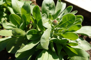 marigold plant forming flower to germinate in spring. marigold flower, marigold plant in the backyard garden