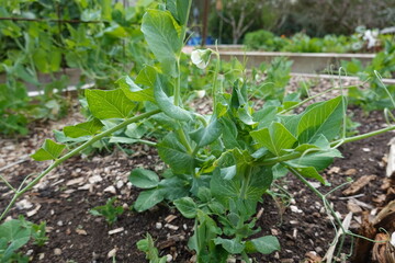Pea plant growing in a vegetable garden is flowering